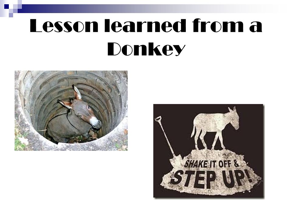 Lesson learned from a Donkey