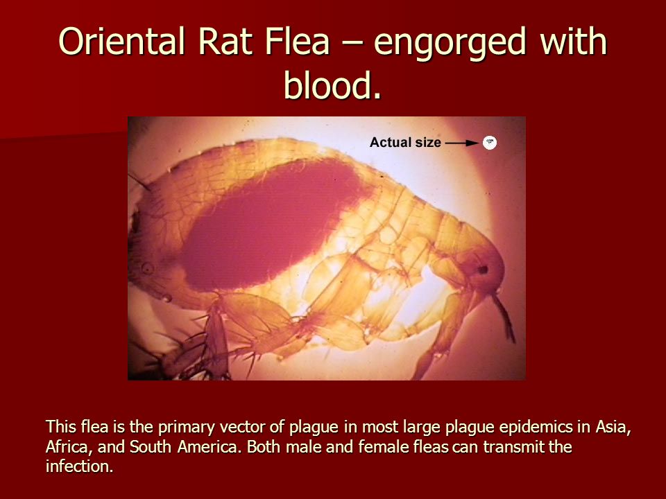 Oriental Rat Flea – engorged with blood.