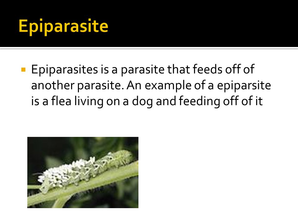 exemple epiparasite)