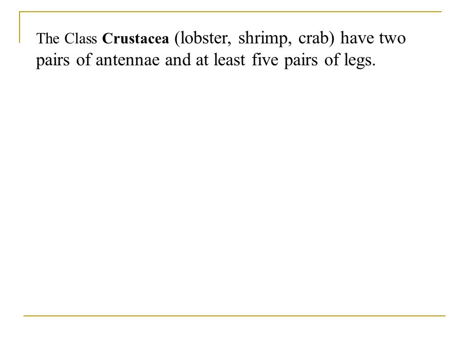 The Class Crustacea (lobster, shrimp, crab) have two pairs of antennae and at least five pairs of legs.