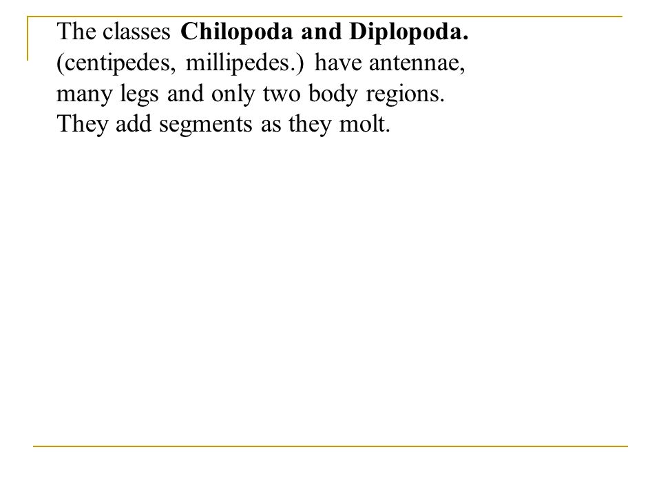 The classes Chilopoda and Diplopoda.