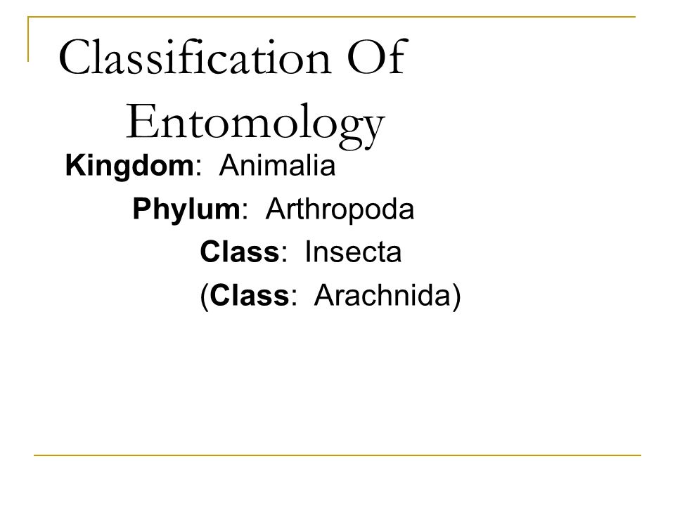 Classification Of Entomology Kingdom: Animalia Phylum: Arthropoda Class: Insecta (Class: Arachnida)