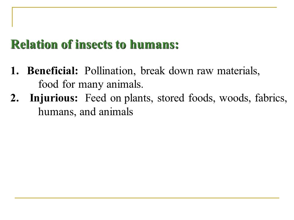 Relation of insects to humans: 1.Beneficial: Pollination, break down raw materials, food for many animals.