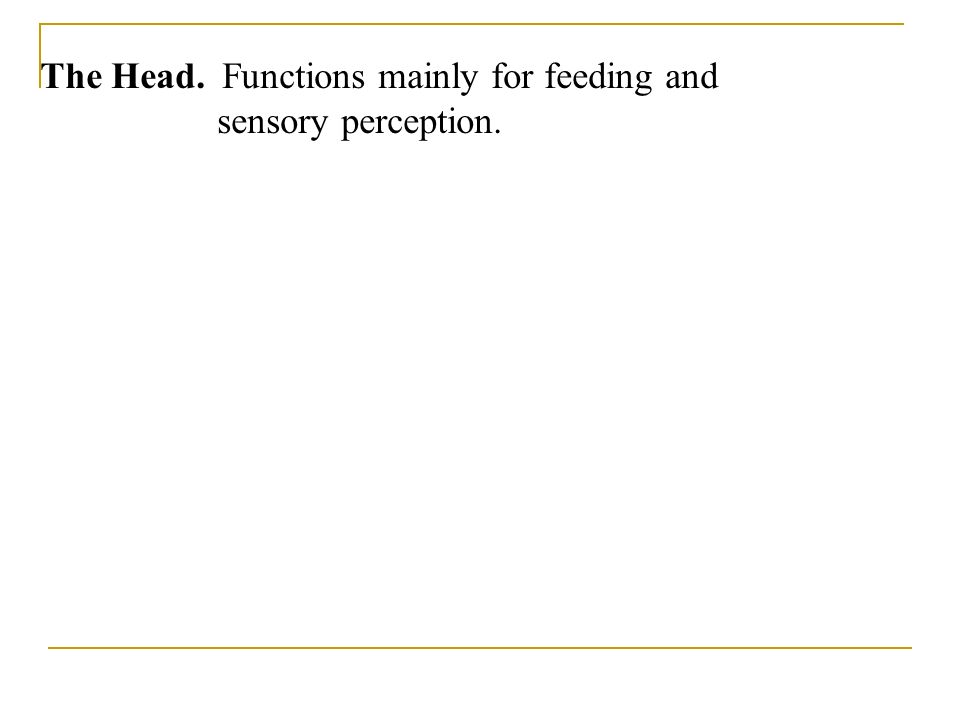 The Head. Functions mainly for feeding and sensory perception.
