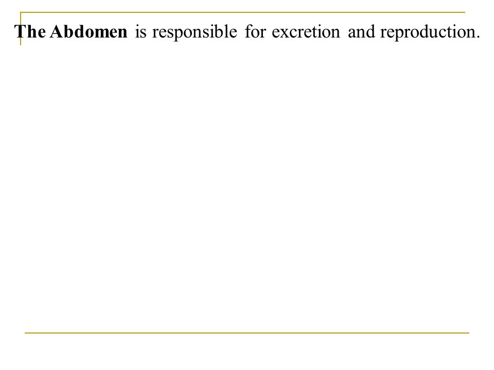 The Abdomen is responsible for excretion and reproduction.
