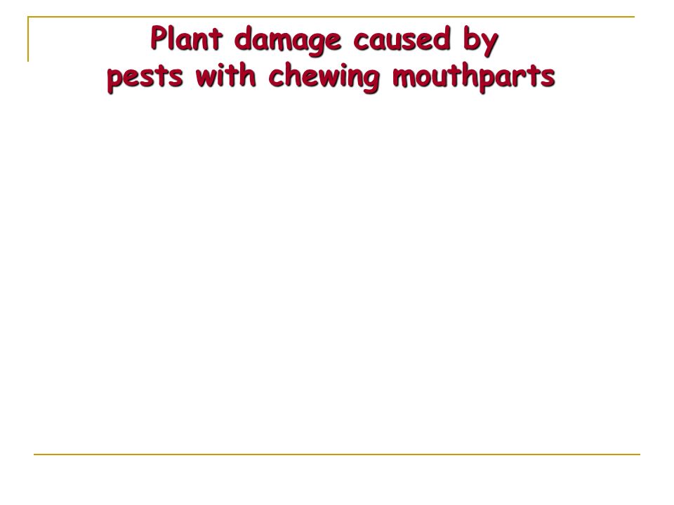 Plant damage caused by pests with chewing mouthparts