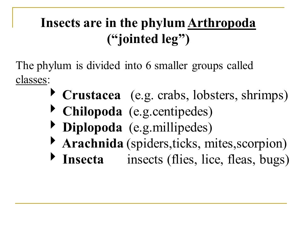 Arthropoda ( jointed leg ) Insects are in the phylum Arthropoda ( jointed leg ) The phylum is divided into 6 smaller groups called classes:  Crustacea (e.g.