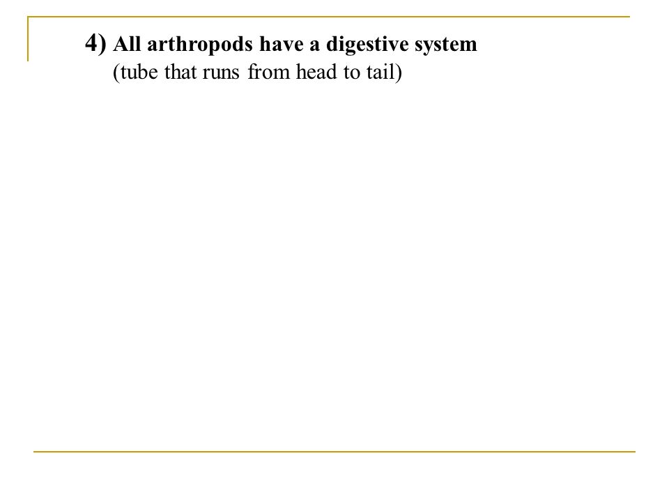 4) All arthropods have a digestive system (tube that runs from head to tail)