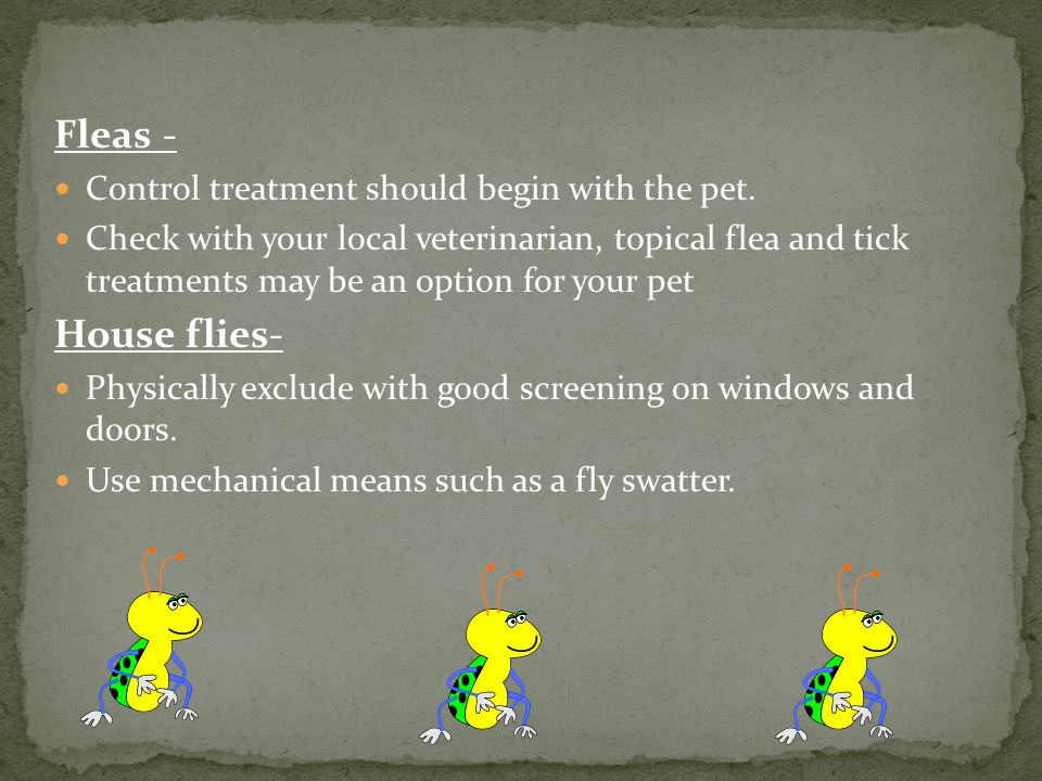 Fleas - Control treatment should begin with the pet.