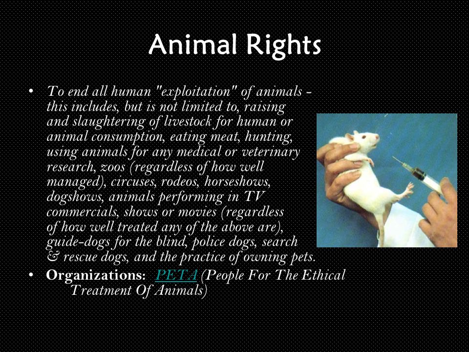 Animal Rights vs. Animal Welfare. Main Idea… What is the difference between  animal rights and animal welfare? - ppt download