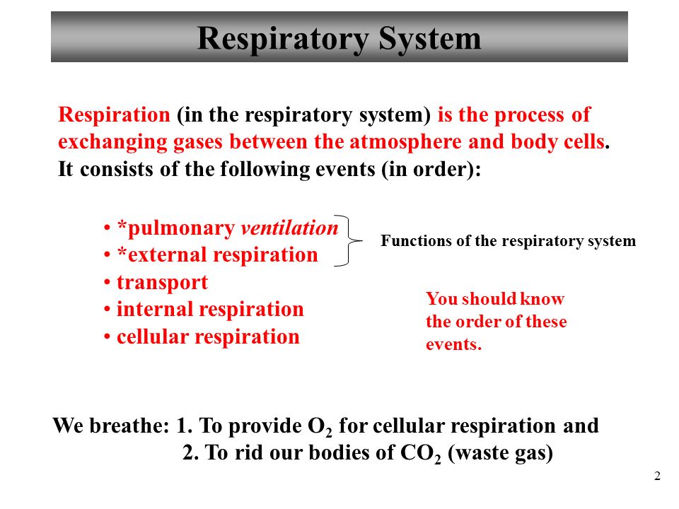 1 Review slides Lecture Exam 2. 2 Respiratory System *pulmonary ...