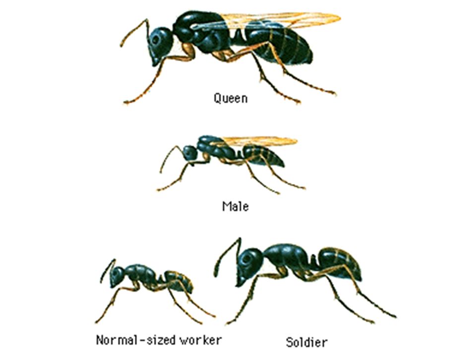 У муравьев столько же сестер сколько. Иерархия муравьев в муравейнике схема. Муравьи солдаты муравьиная матка. Касты муравьёв схема. Иерархия муравьиной семьи.