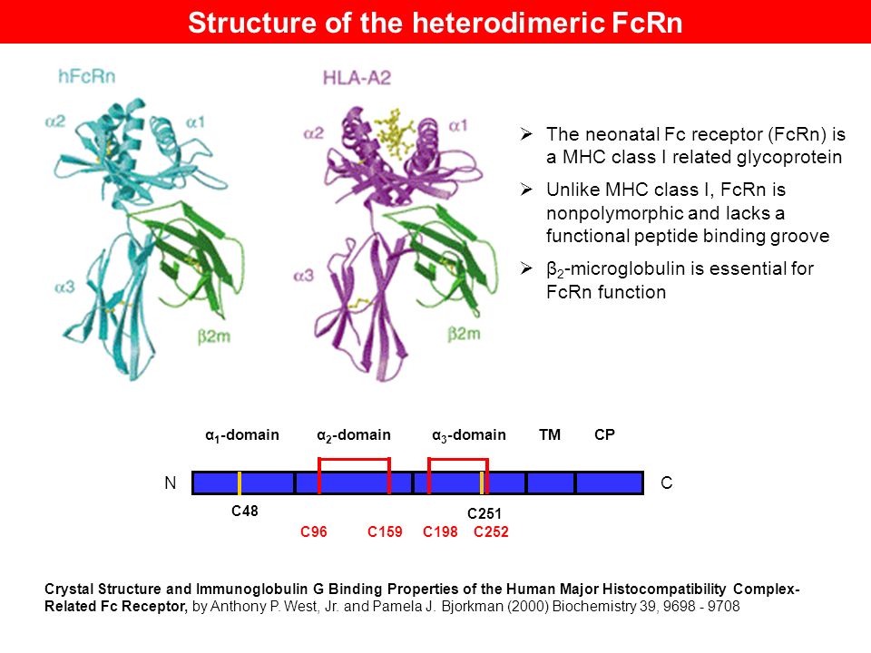 Maldi Tof Mass Spectrometry To Map Disulfide Formation In A Recombinant Human Neonatal Fc Receptor Refolded In Vitro Study Of Protein Conformation By Ms Ppt Download Maldi Tof Mass Spectrometry To Map Disulfide Formation In A Recombinant Human Neonatal Fc Receptor Refolded In Vitro Study Of Protein Conformation By Ms Ppt Download