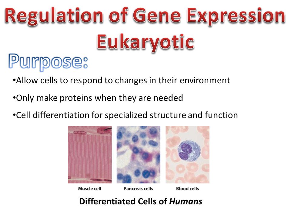 Differentiated Cells of Humans Allow cells to respond to changes in their environment Only make proteins when they are needed Cell differentiation for specialized structure and function