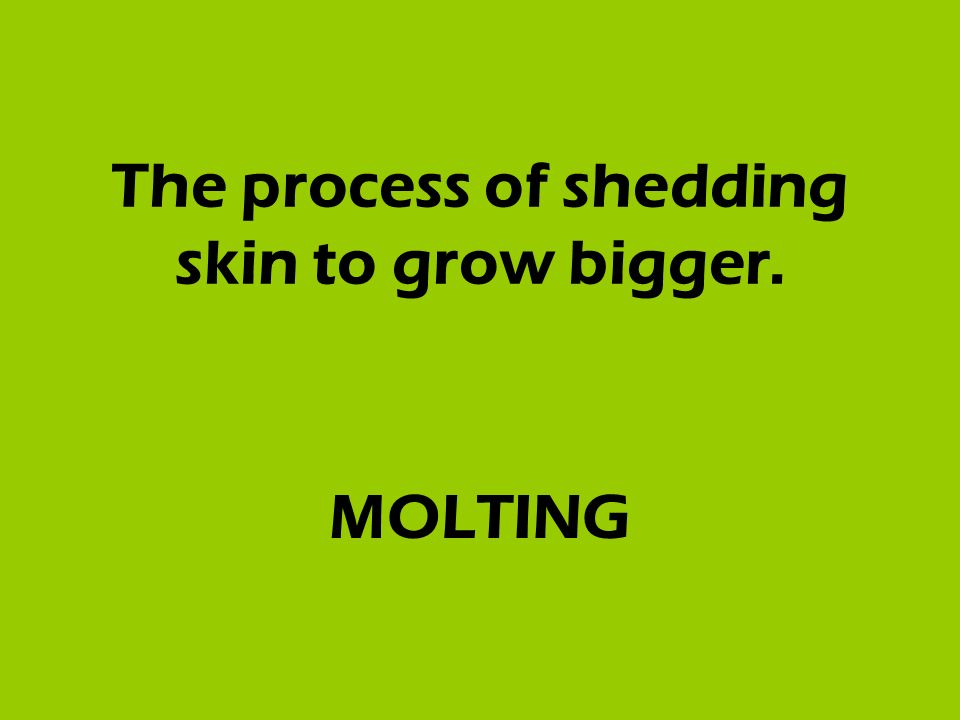 The process of shedding skin to grow bigger. MOLTING