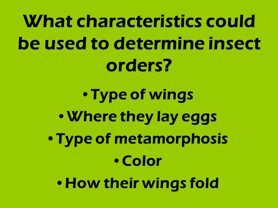 What characteristics could be used to determine insect orders.