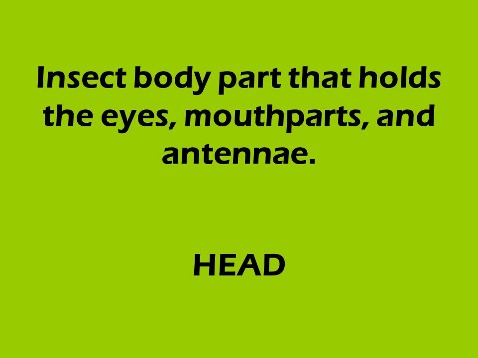 Insect body part that holds the eyes, mouthparts, and antennae. HEAD