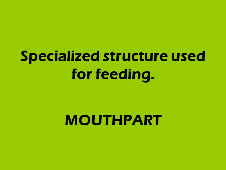 Specialized structure used for feeding. MOUTHPART