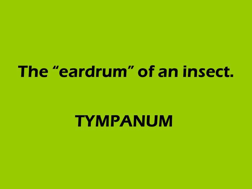 The eardrum of an insect. TYMPANUM