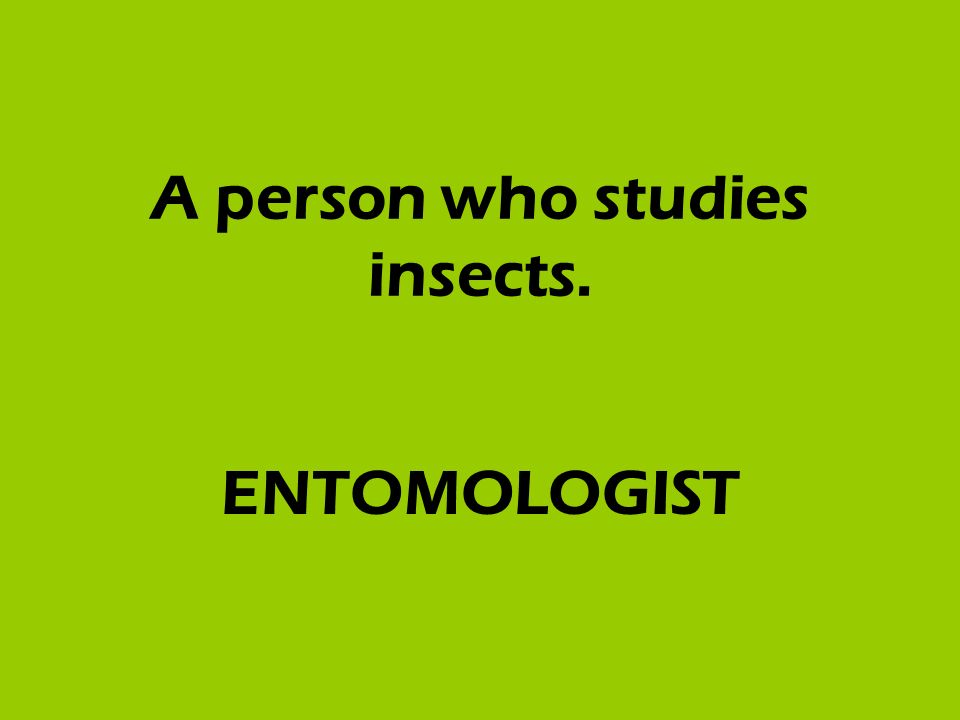 A person who studies insects. ENTOMOLOGIST