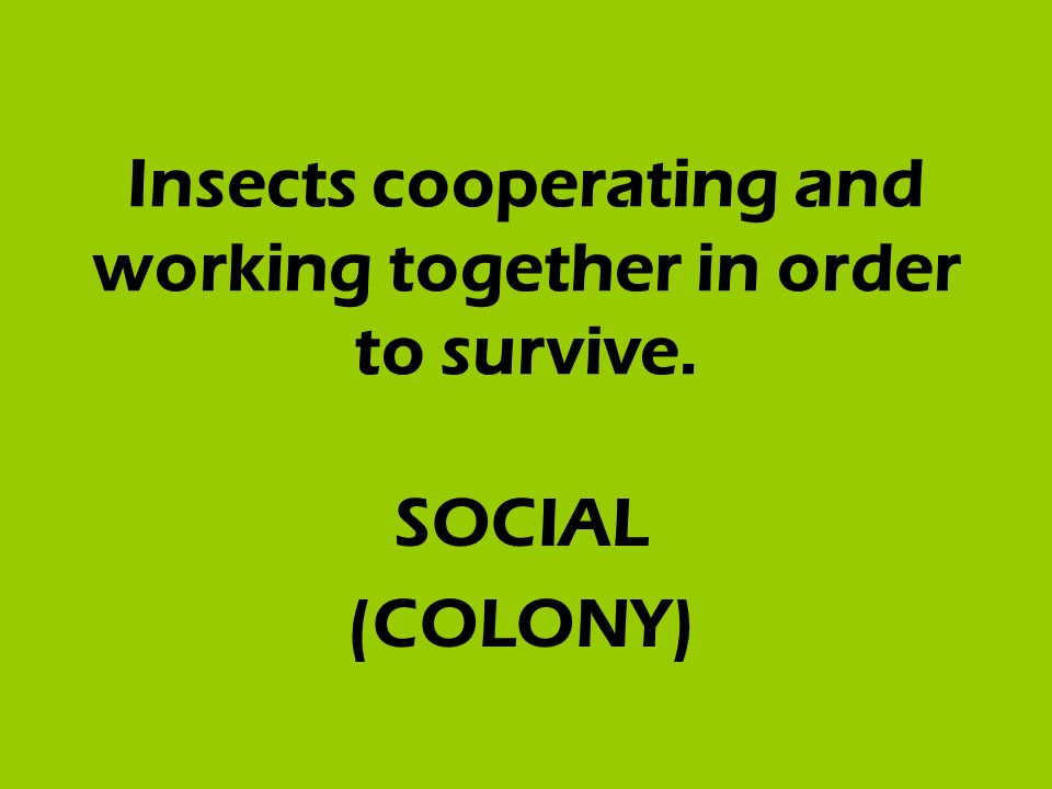 Insects cooperating and working together in order to survive. SOCIAL (COLONY)