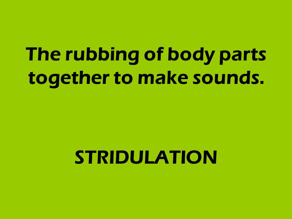 The rubbing of body parts together to make sounds. STRIDULATION