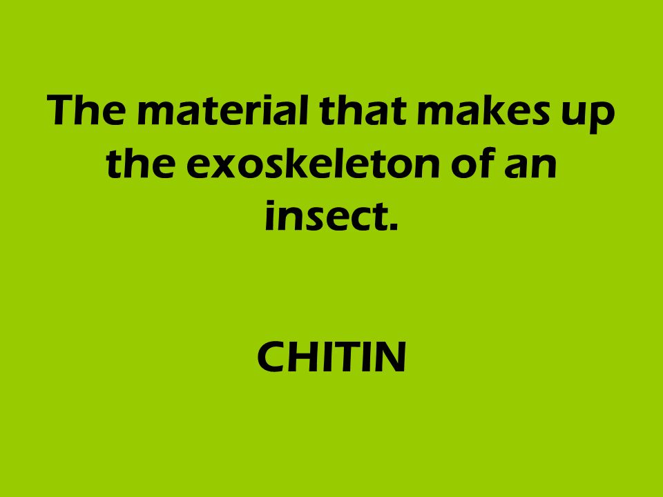 The material that makes up the exoskeleton of an insect. CHITIN