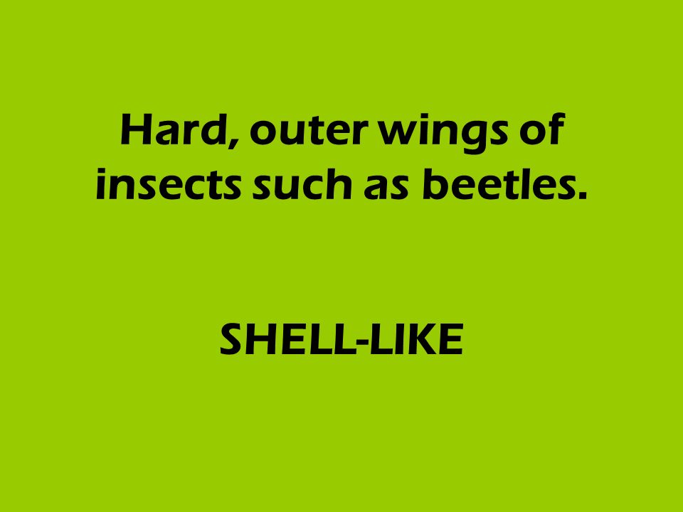 Hard, outer wings of insects such as beetles. SHELL-LIKE