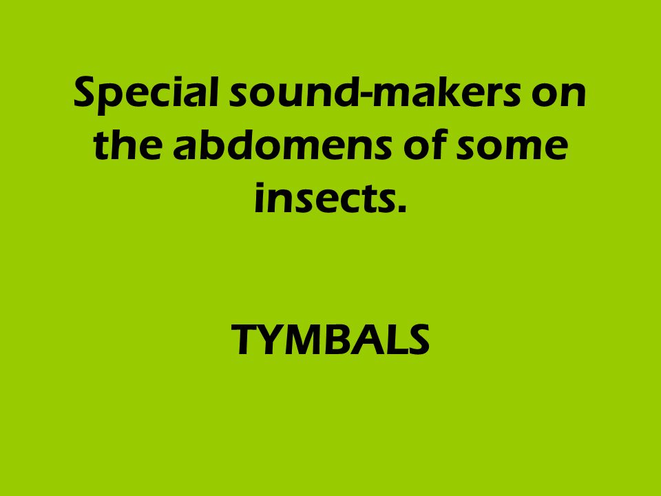 Special sound-makers on the abdomens of some insects. TYMBALS
