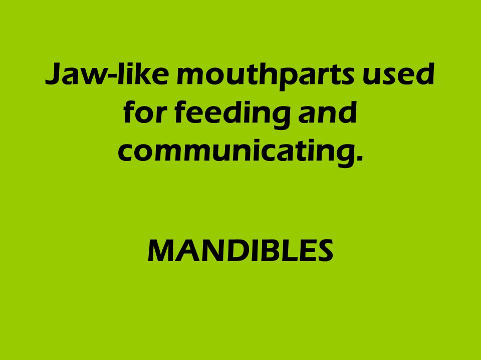 Jaw-like mouthparts used for feeding and communicating. MANDIBLES