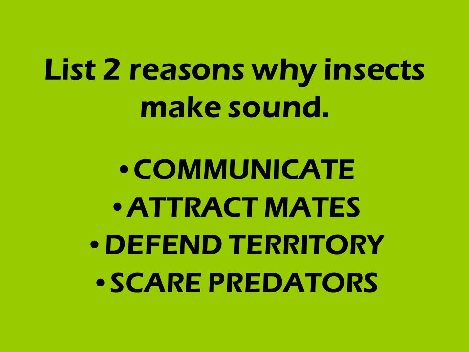 List 2 reasons why insects make sound. COMMUNICATE ATTRACT MATES DEFEND TERRITORY SCARE PREDATORS