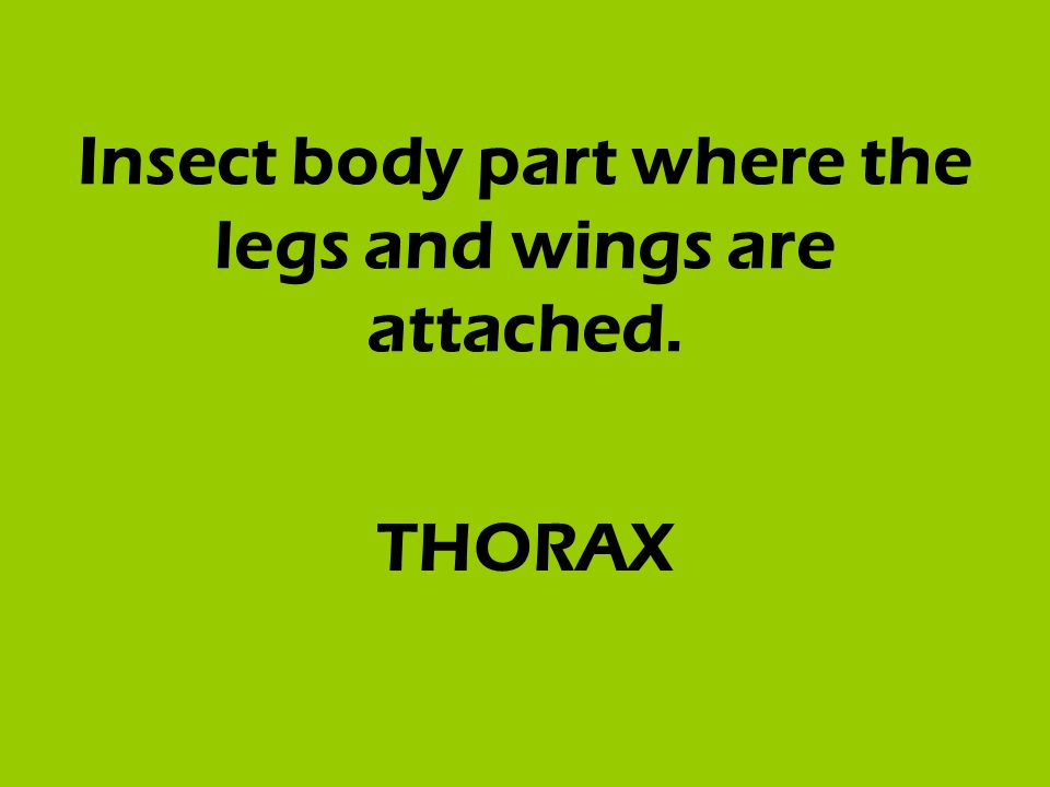 Insect body part where the legs and wings are attached. THORAX