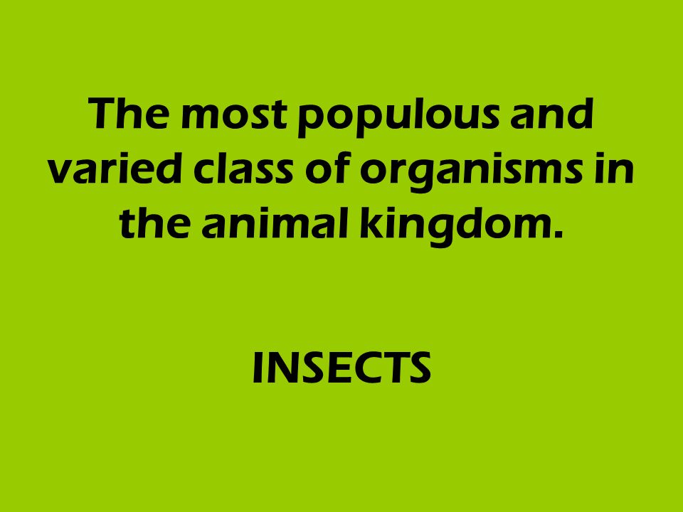 The most populous and varied class of organisms in the animal kingdom. INSECTS