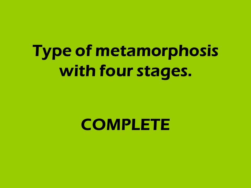 Type of metamorphosis with four stages. COMPLETE