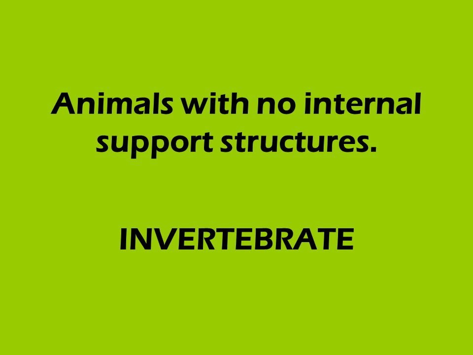 Animals with no internal support structures. INVERTEBRATE