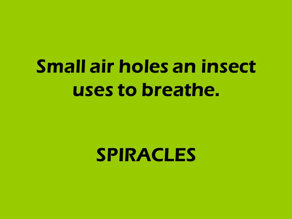 Small air holes an insect uses to breathe. SPIRACLES