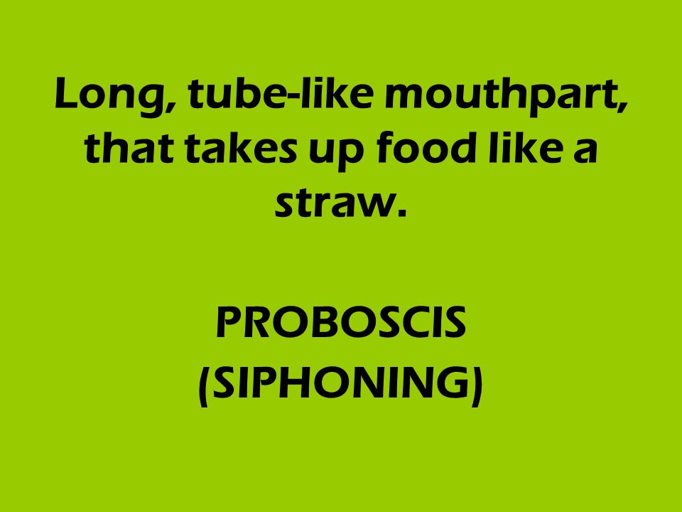 Long, tube-like mouthpart, that takes up food like a straw. PROBOSCIS (SIPHONING)
