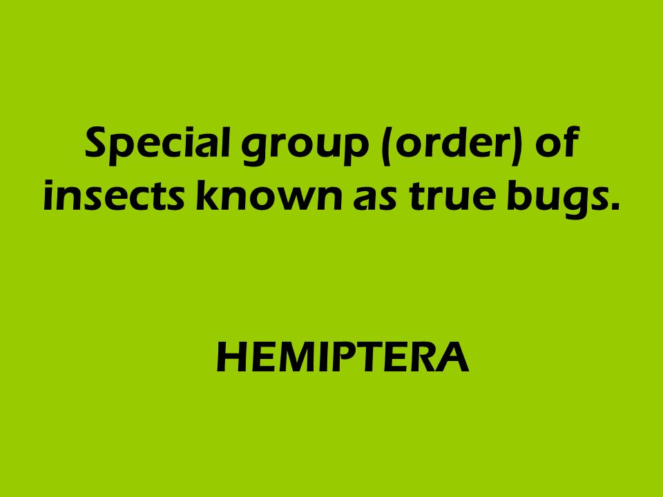 Special group (order) of insects known as true bugs. HEMIPTERA