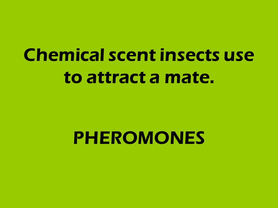 Chemical scent insects use to attract a mate. PHEROMONES
