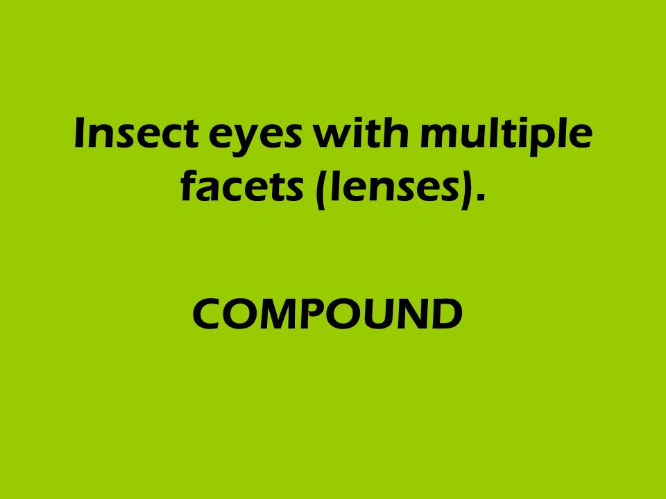 Insect eyes with multiple facets (lenses). COMPOUND