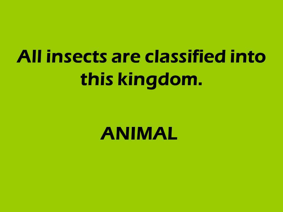 All insects are classified into this kingdom. ANIMAL