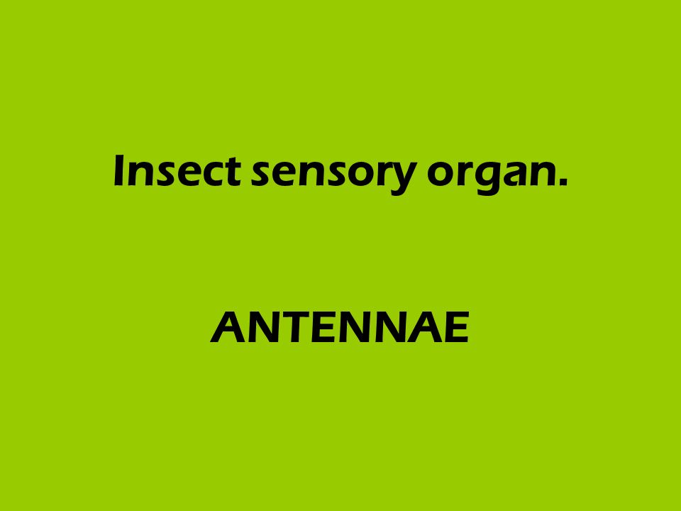 Insect sensory organ. ANTENNAE