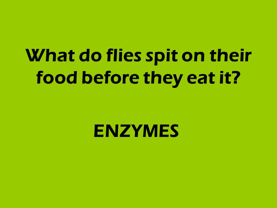 What do flies spit on their food before they eat it ENZYMES