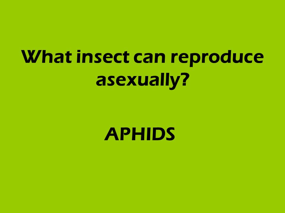 What insect can reproduce asexually APHIDS