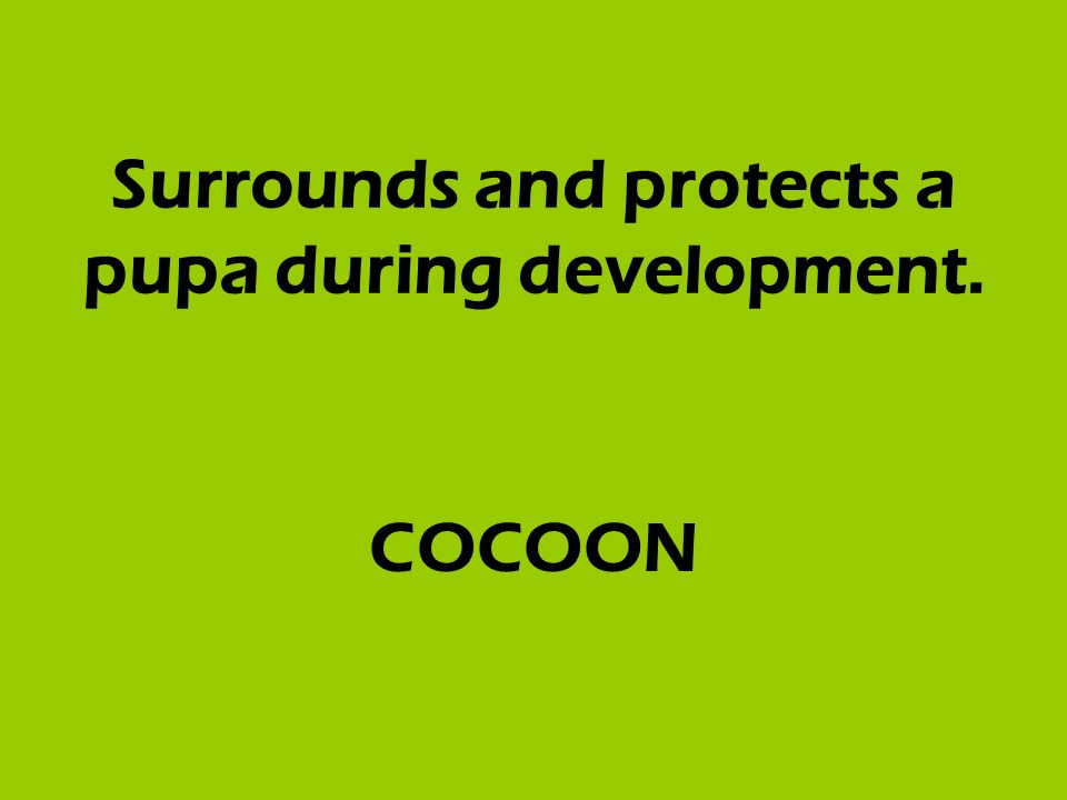 Surrounds and protects a pupa during development. COCOON