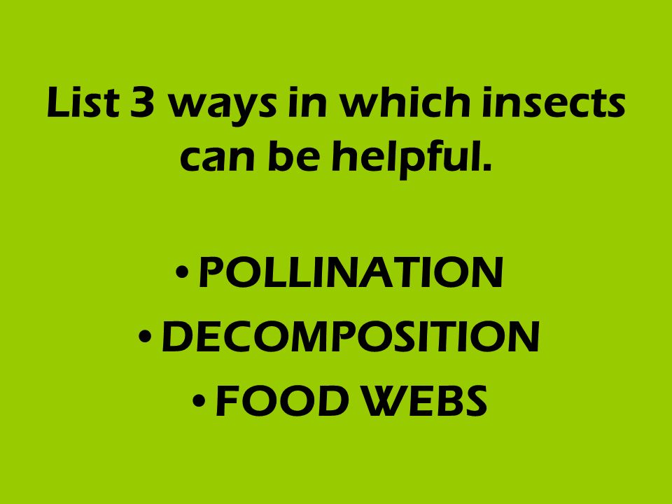 List 3 ways in which insects can be helpful. POLLINATION DECOMPOSITION FOOD WEBS
