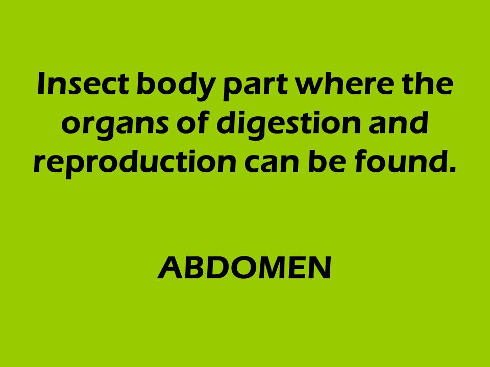 Insect body part where the organs of digestion and reproduction can be found. ABDOMEN