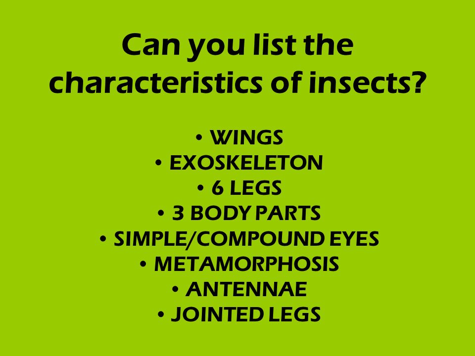 Can you list the characteristics of insects.