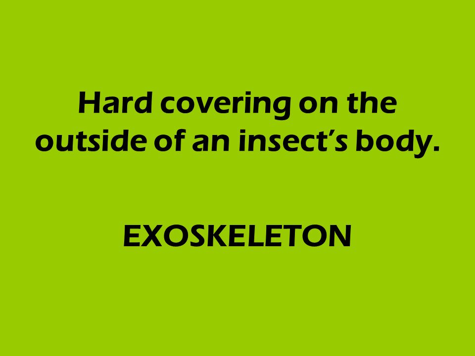 Hard covering on the outside of an insect’s body. EXOSKELETON