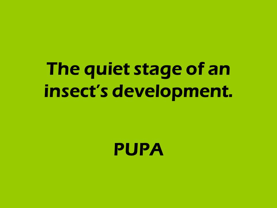 The quiet stage of an insect’s development. PUPA